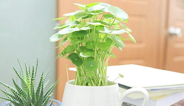 花卉租賃后家庭花卉養護該注意什么？ 